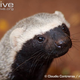 Illustration for article titled Monday Mustelid - Galictis vittata Edition